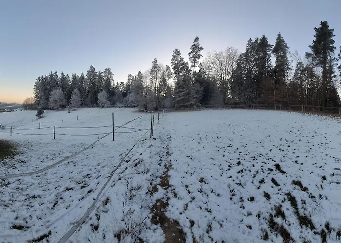 Holzhuette Allein Am Waldrand